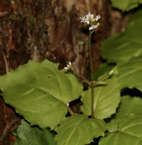 Circaea alpina (Alpine Enchanter's-nightshade) (alternate view 12)