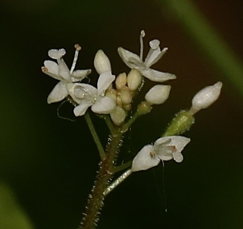 Circaea alpina (Alpine Enchanter's-nightshade) (alternate view 13)