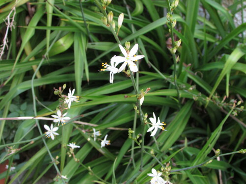 Chlorophytum comosum (Spider Plant)