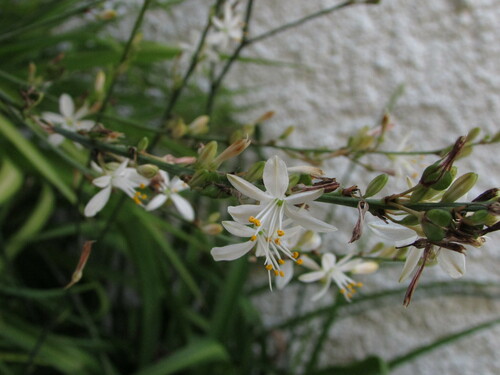 Chlorophytum comosum (Spider Plant)