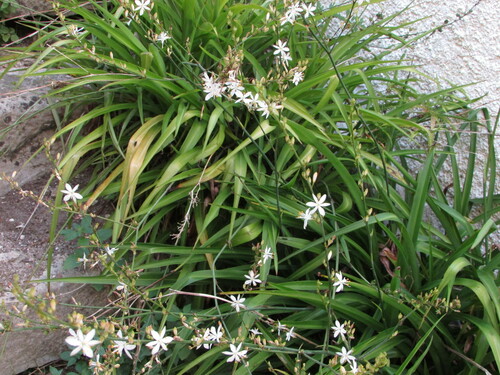 Chlorophytum comosum (Spider Plant)
