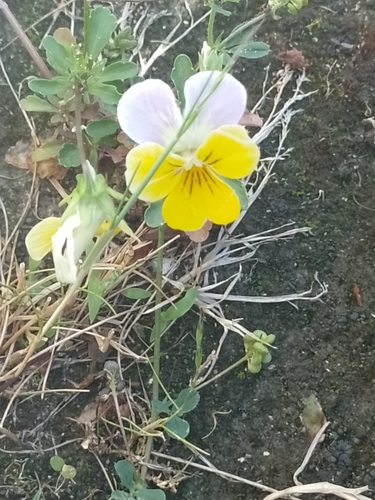 Viola × williamsii (Horned pansy) (alternate view 10)