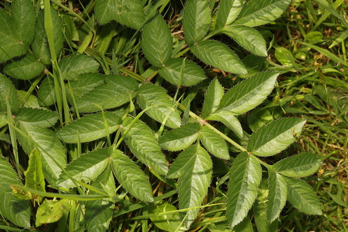 Angelica sylvestris (Wild Angelica)