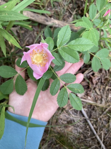 Rosa arkansana (prairie rose) (alternate view 4)