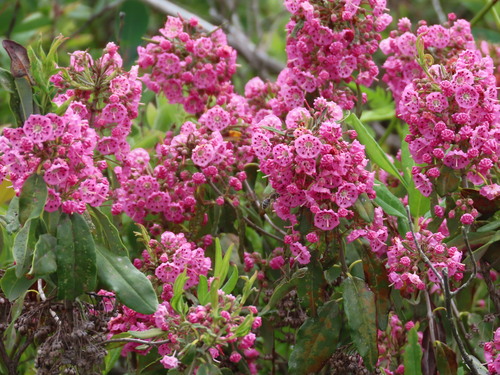 Kalmia angustifolia (sheep laurel)