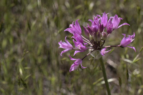 Allium acuminatum (Hooker's Onion) (alternate view 2)