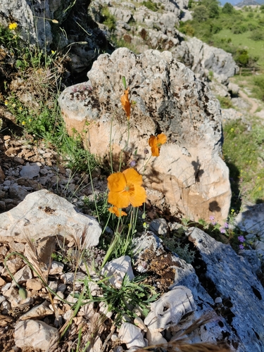 Papaver rupifragum (alternate view 5)
