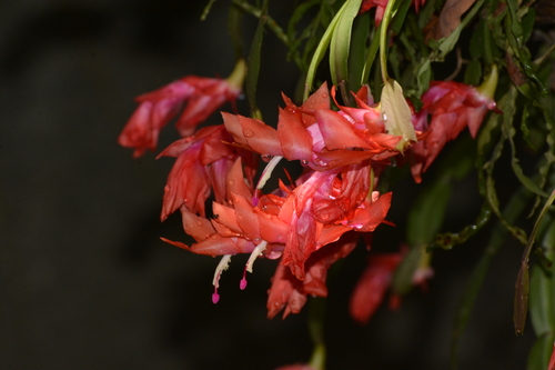 Schlumbergera (Christmas cacti) (alternate view 8)