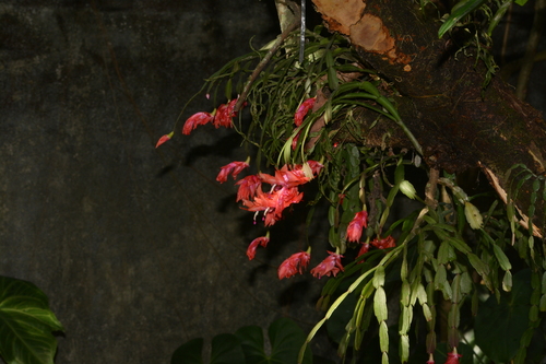 Schlumbergera (Christmas cacti) (alternate view 9)