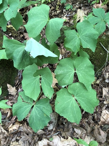 Jeffersonia diphylla (twinleaf)
