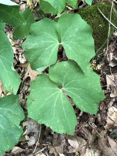 Jeffersonia diphylla (twinleaf) (alternate view 2)