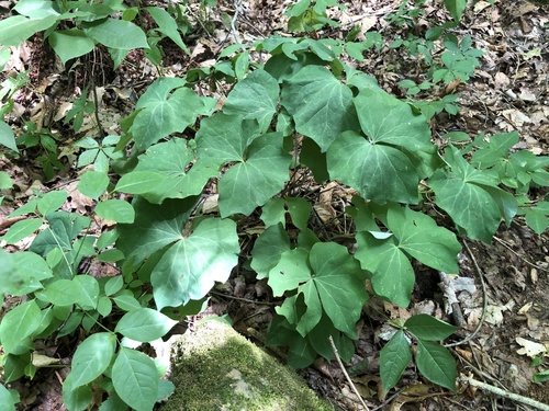 Jeffersonia diphylla (twinleaf) (alternate view 3)