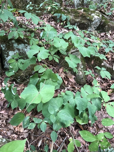 Jeffersonia diphylla (twinleaf) (alternate view 4)