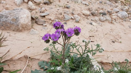 Phacelia crenulata (Notch-leaf Scorpionweed) (alternate view 5)