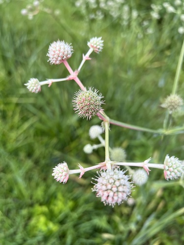 Eryngium yuccifolium (Rattlesnake Master) (alternate view 5)