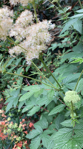Filipendula ulmaria (Meadowsweet)