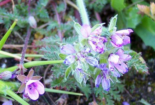Erodium moschatum (musk stork's-bill)