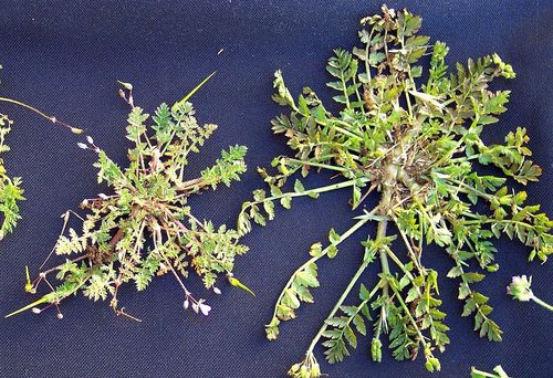 Erodium moschatum (musk stork's-bill)