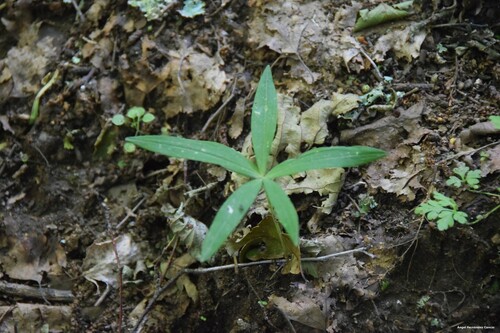 Polygonatum verticillatum (alternate view 5)