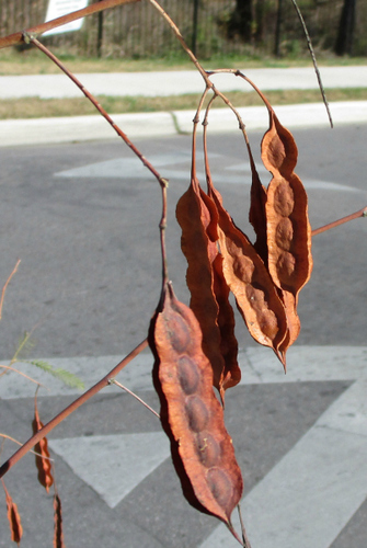 Sesbania drummondii (Rattlebush) (alternate view 2)