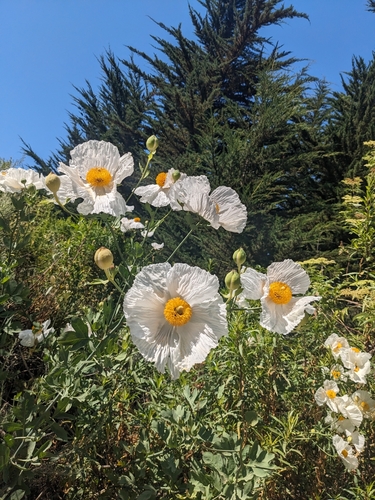 Romneya coulteri (Matilija poppy) (alternate view 4)