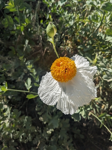 Romneya coulteri (Matilija poppy) (alternate view 5)