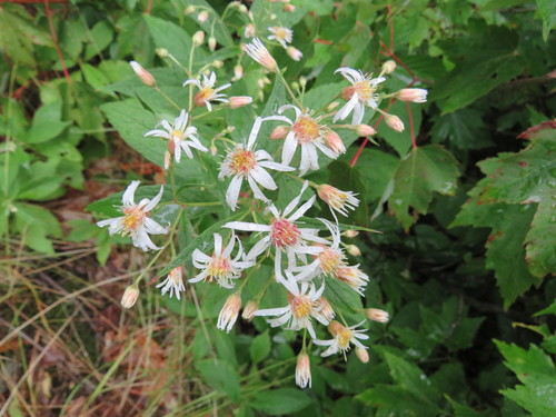 Oclemena acuminata (whorled wood aster) (alternate view 2)