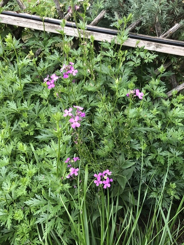 Hesperis matronalis (dame's rocket) (alternate view 2)