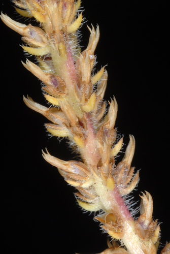 Plantago virginica (dwarf plantain) (alternate view 5)