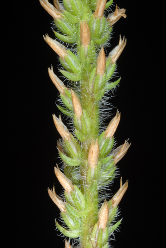Plantago virginica (dwarf plantain) (alternate view 6)