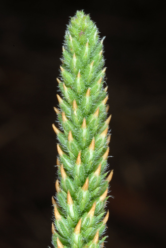 Plantago virginica (dwarf plantain) (alternate view 7)