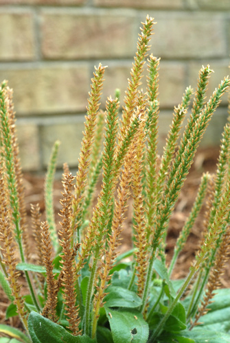 Plantago virginica (dwarf plantain) (alternate view 8)