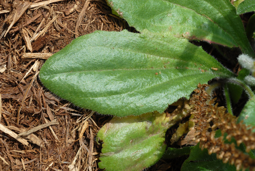 Plantago virginica (dwarf plantain) (alternate view 9)