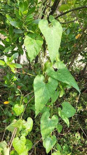 Cynanchum laeve (honey-vine climbing milkweed)
