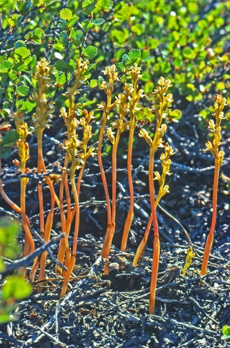 Corallorhiza (Coralroots) (alternate view 5)