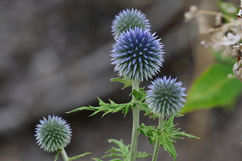 Echinops bannaticus (Blue Globe Thistle) (alternate view 5)