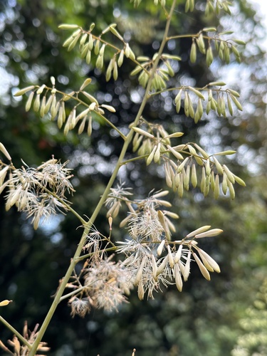 Macleaya cordata (plume poppy)