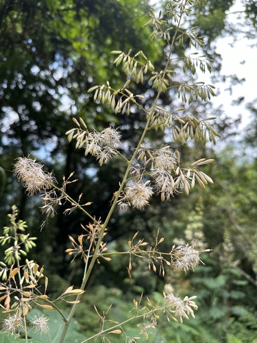 Macleaya cordata (plume poppy) (alternate view 2)
