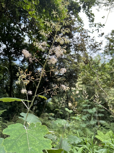 Macleaya cordata (plume poppy) (alternate view 3)