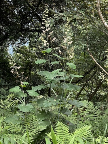 Macleaya cordata (plume poppy) (alternate view 4)