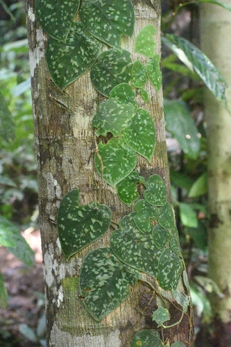 Scindapsus pictus (Satin Pothos)