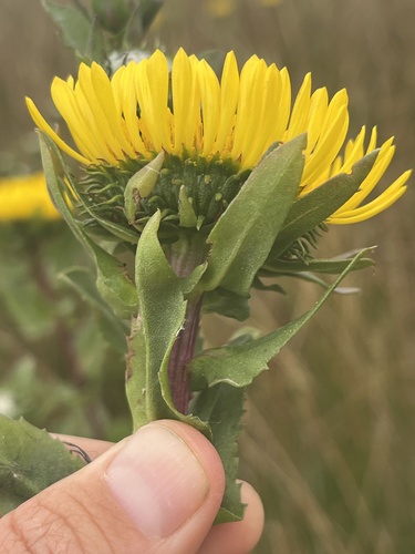 Grindelia stricta (Oregon Gumplant) (alternate view 3)