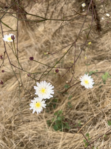 Malacothrix saxatilis (Cliff Aster)