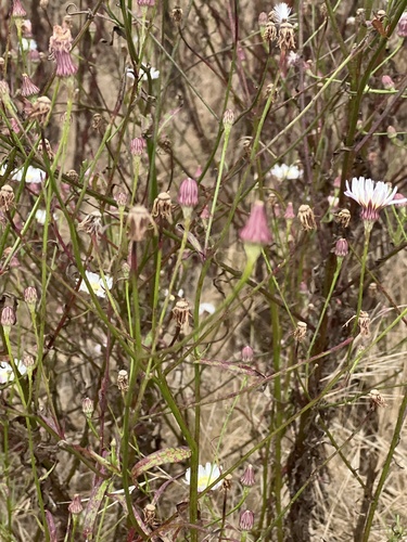 Malacothrix saxatilis (Cliff Aster) (alternate view 2)