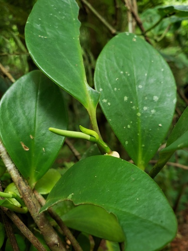 Peperomia obtusifolia (Baby Rubber Plant)