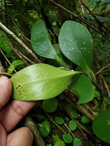 Peperomia obtusifolia (Baby Rubber Plant)