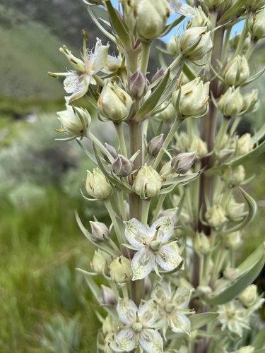 Frasera speciosa (monument plant) (alternate view 5)