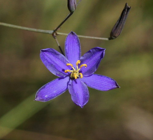 Thelionema caespitosum (Tufted Blue Lily) (alternate view 2)