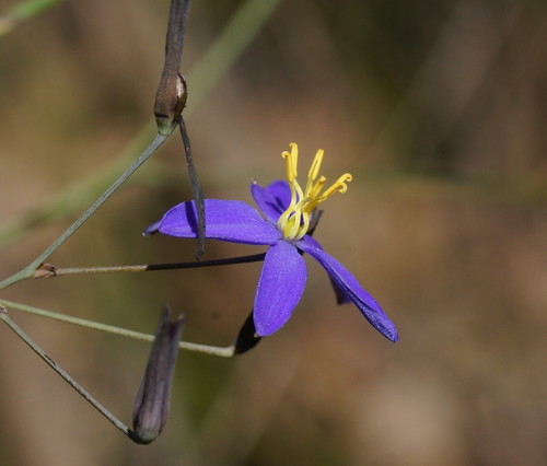 Thelionema caespitosum (Tufted Blue Lily) (alternate view 3)