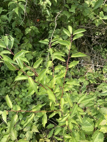 Prunus angustifolia (Chickasaw plum) (alternate view 2)
